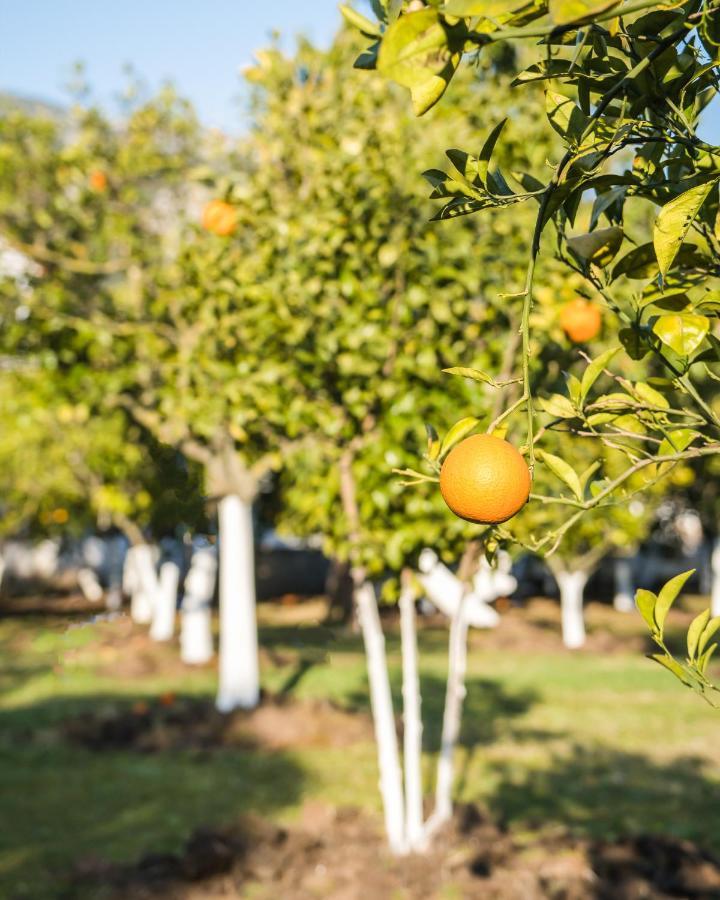 Oase Garden Hotel Çıralı Εξωτερικό φωτογραφία